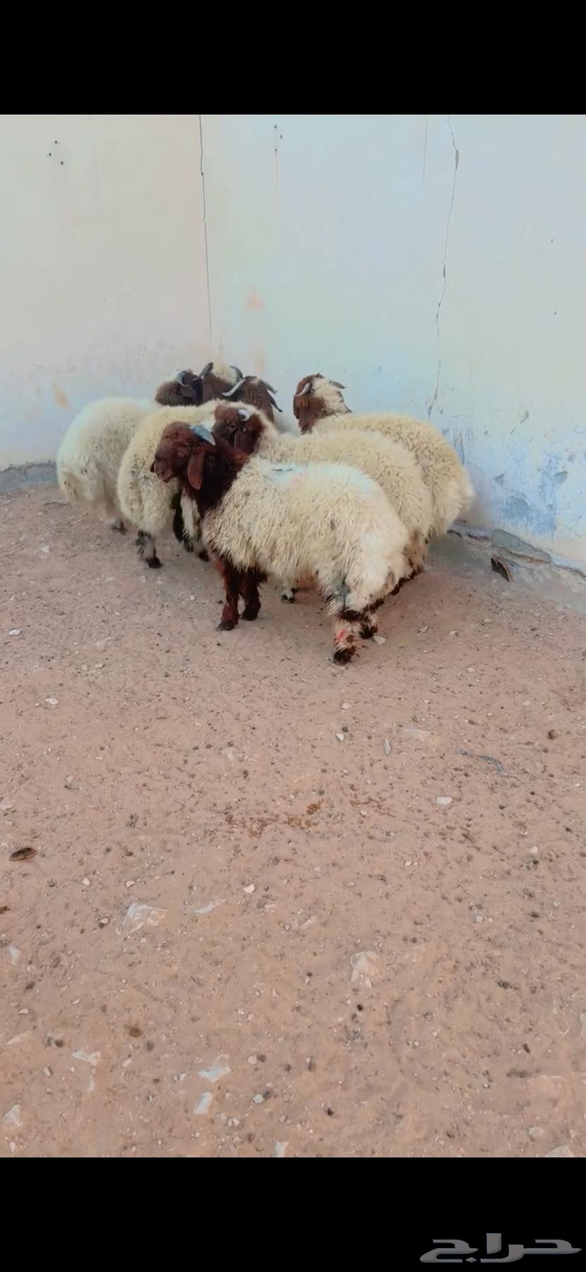 Talayan Na3im Al-Riyadh, Al-Shifa District, Any Location We Can Reach, Slaughtered, Only 3 Remaining63709376507523110