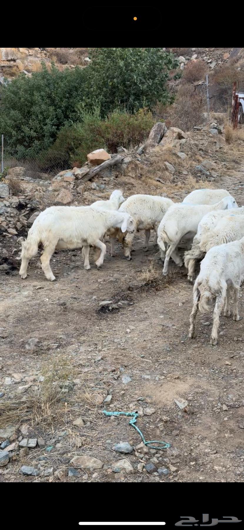 طليان للبيع يوجد خدمه توصيل وذبح63713579522051111