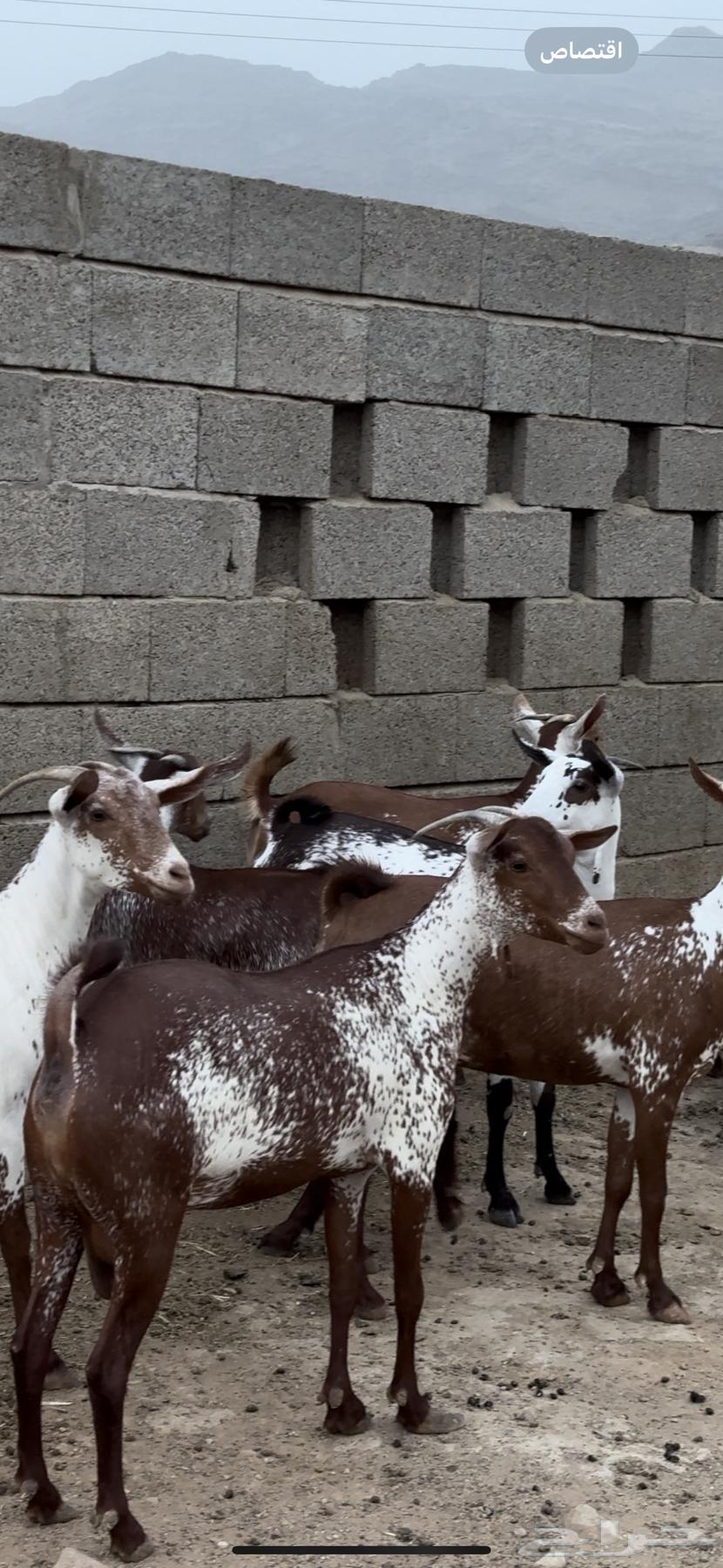 Sheep, goats, fat and good quality, Mahaylia breeds63711495855618111