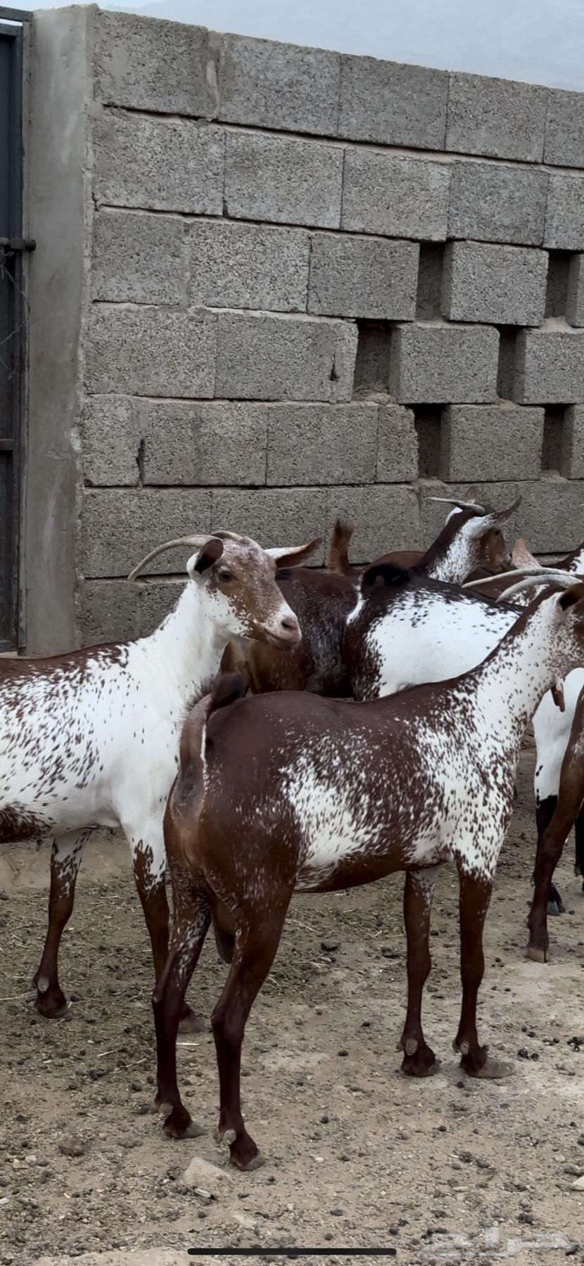 Sheep, goats, fat and good quality, Mahaylia breeds63711495855618110