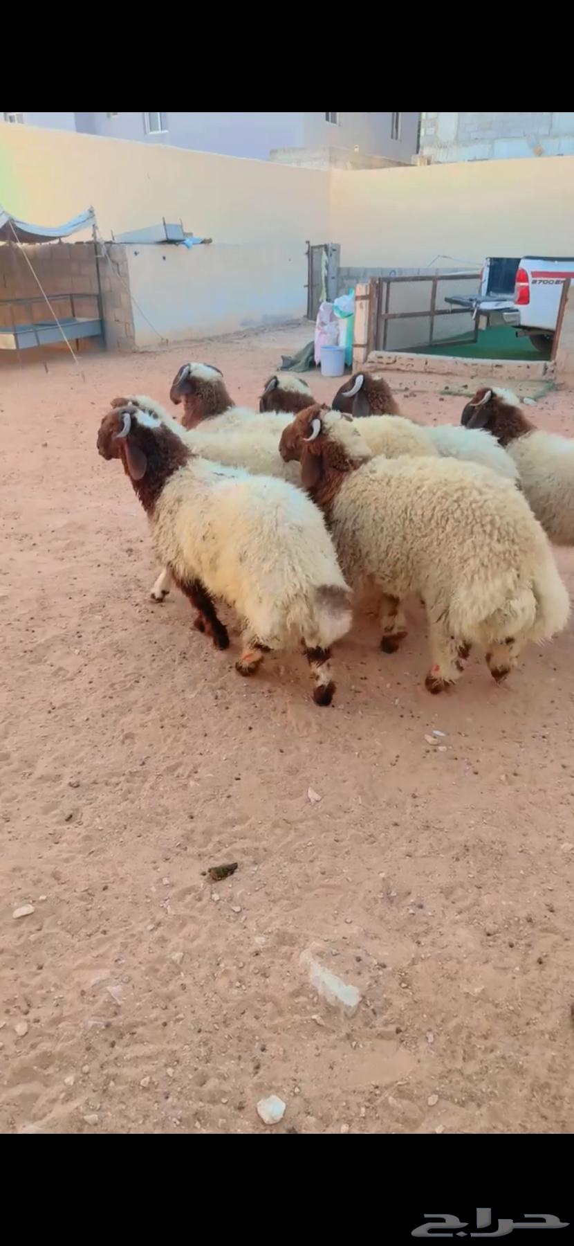 Talayan Na3im Al-Riyadh, Al-Shifa District, Any Location We Can Reach, Slaughtered, Only 3 Remaining63709376507523111