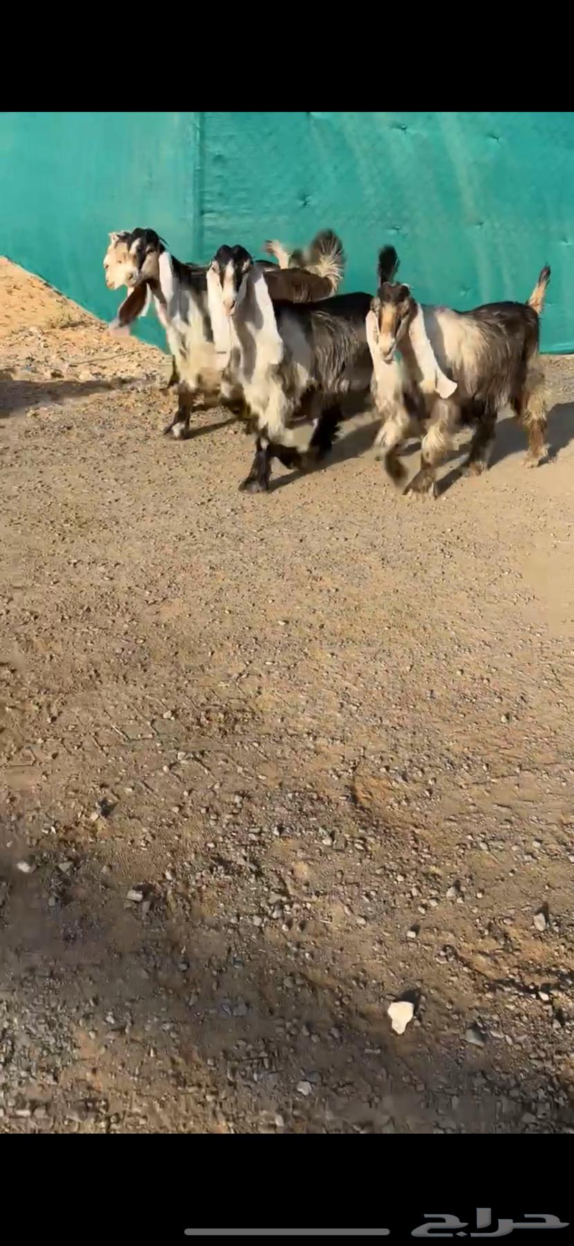 جفرات عوارض صفر خصم الخصم تممم البيع63707584031105112