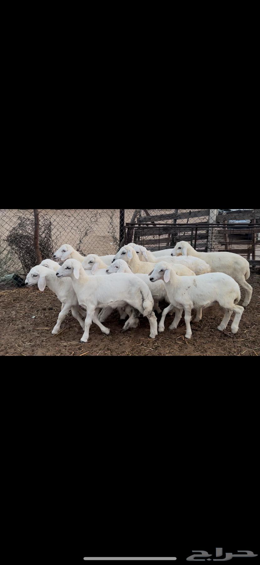 بهم تربيه مراح واحد طرف وشعره بيضاء(تم البيع )63707400997889110