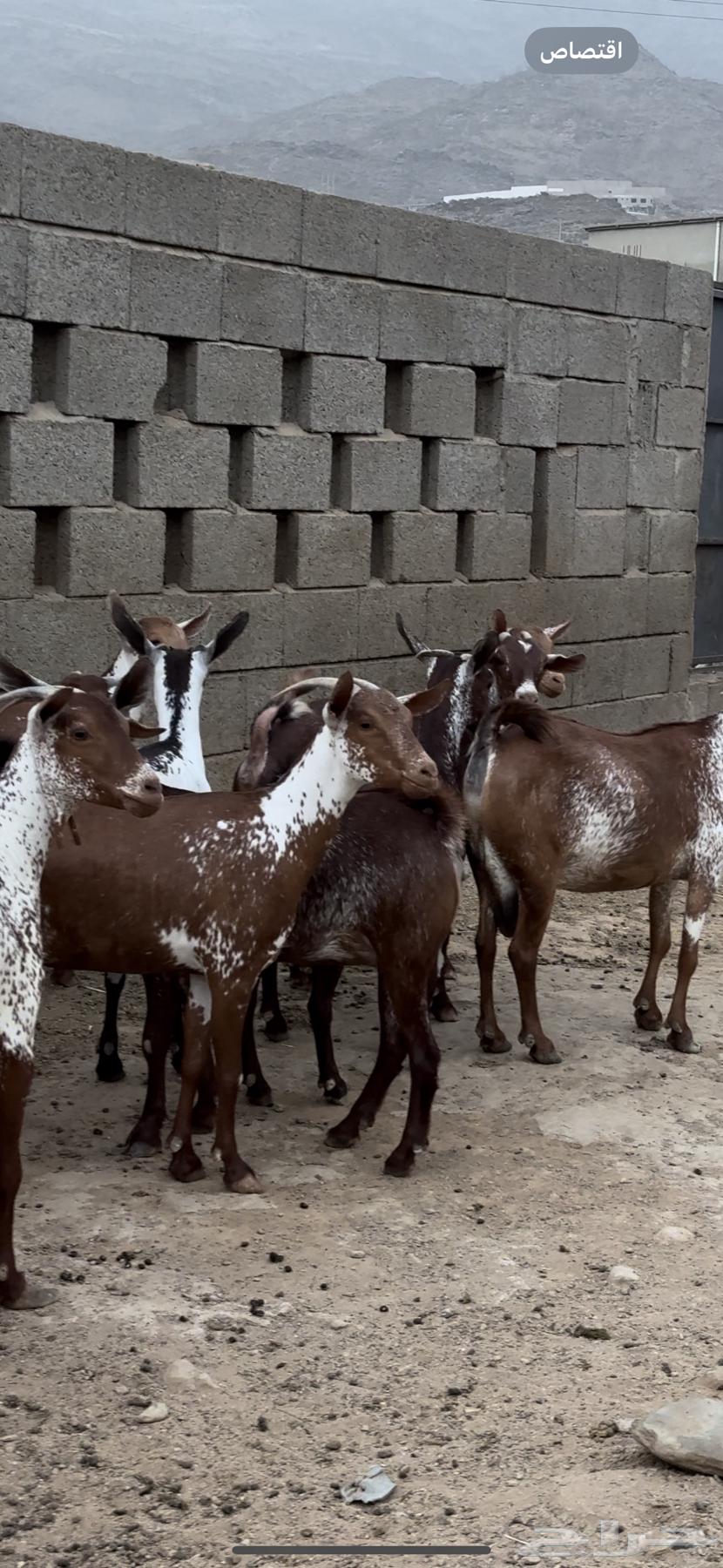 Sheep, goats, fat and good quality, Mahaylia breeds63711495855618114