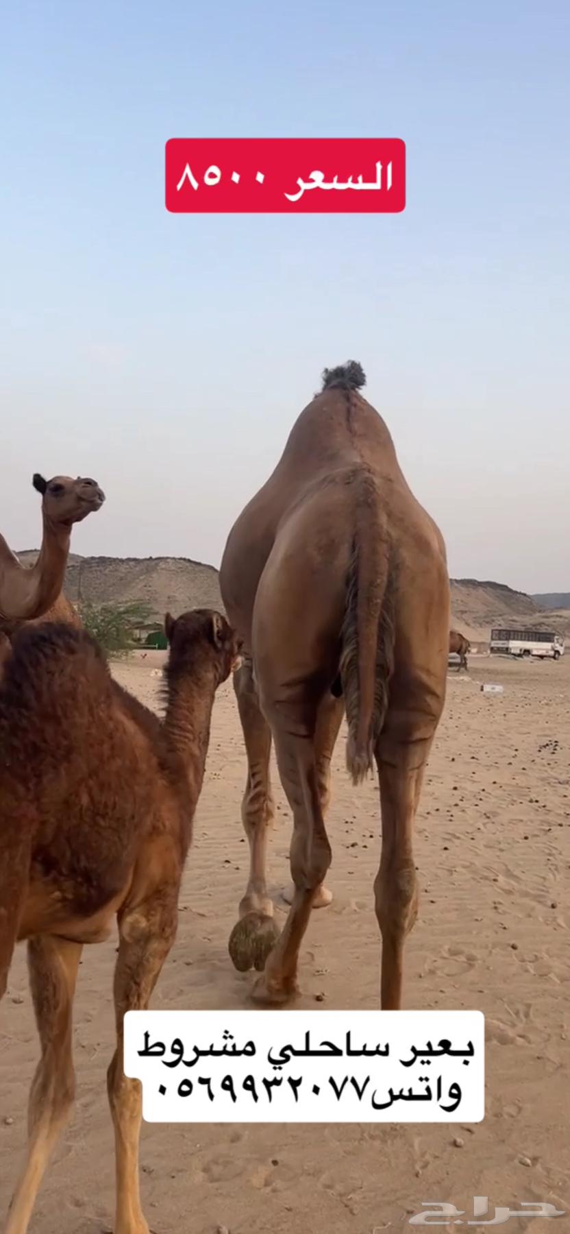 Coastal camel ((Sold))63709022735233114