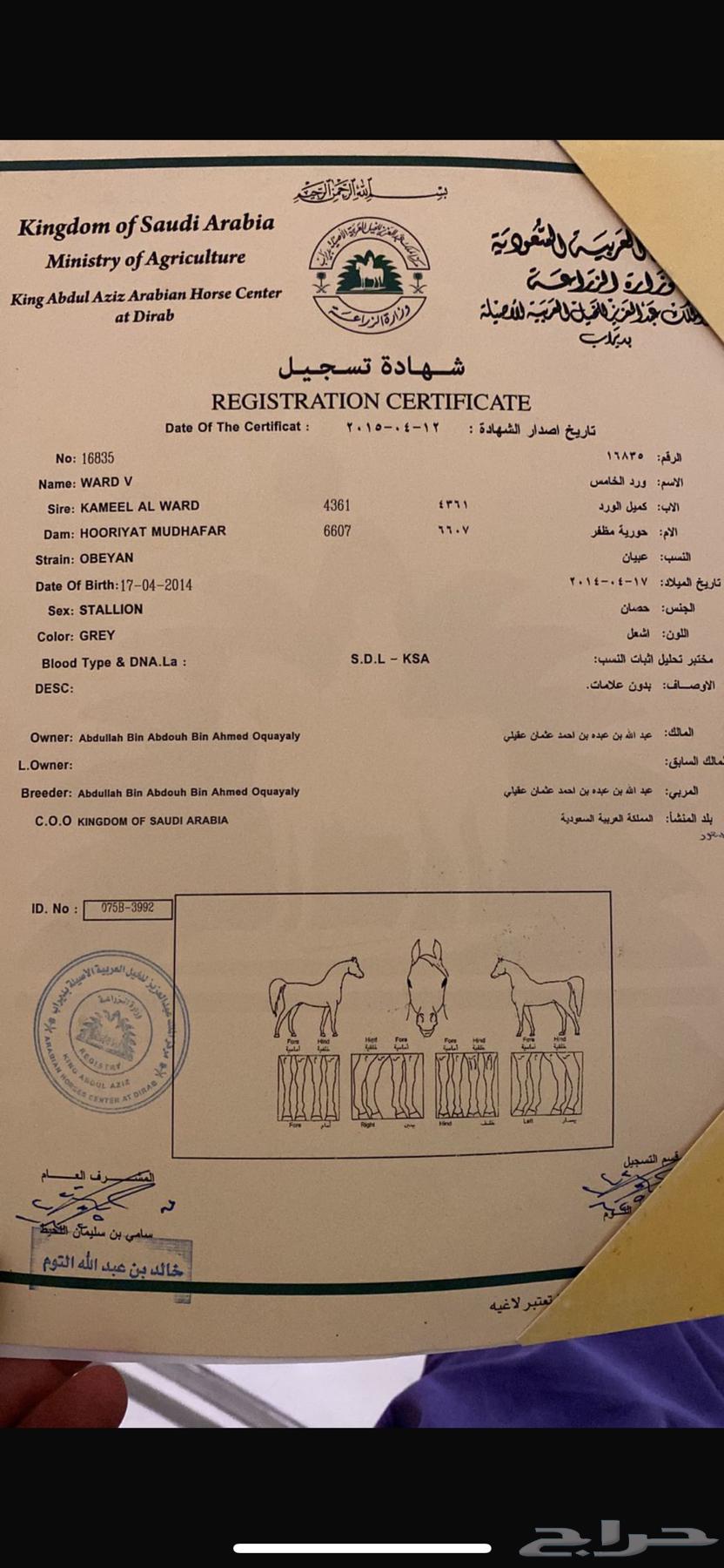 خيل عربي للبيع63713031201538111