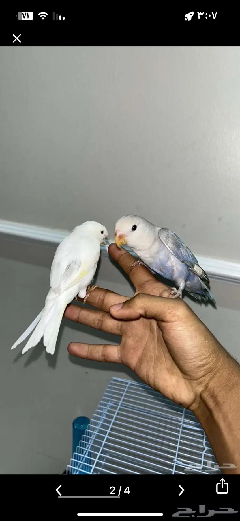تم البيع الله يبارك ل الشاري63699634433027111