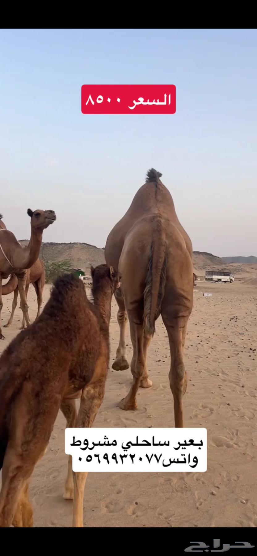 Coastal camel ((Sold))63709022735233111