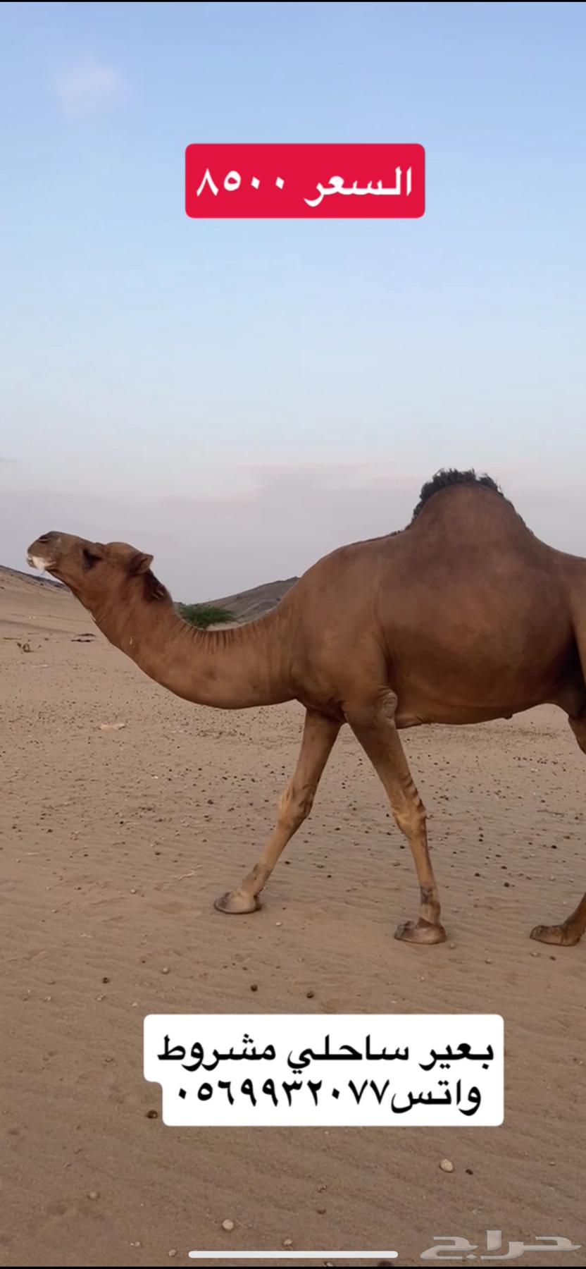 Coastal camel ((Sold))63709022735233112
