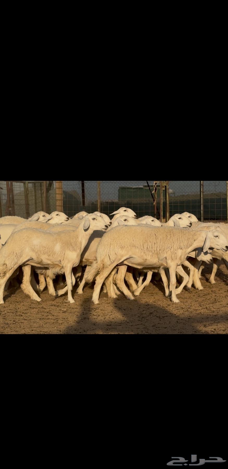 رخال حريات صنف نوادر للبيع63715097398914112