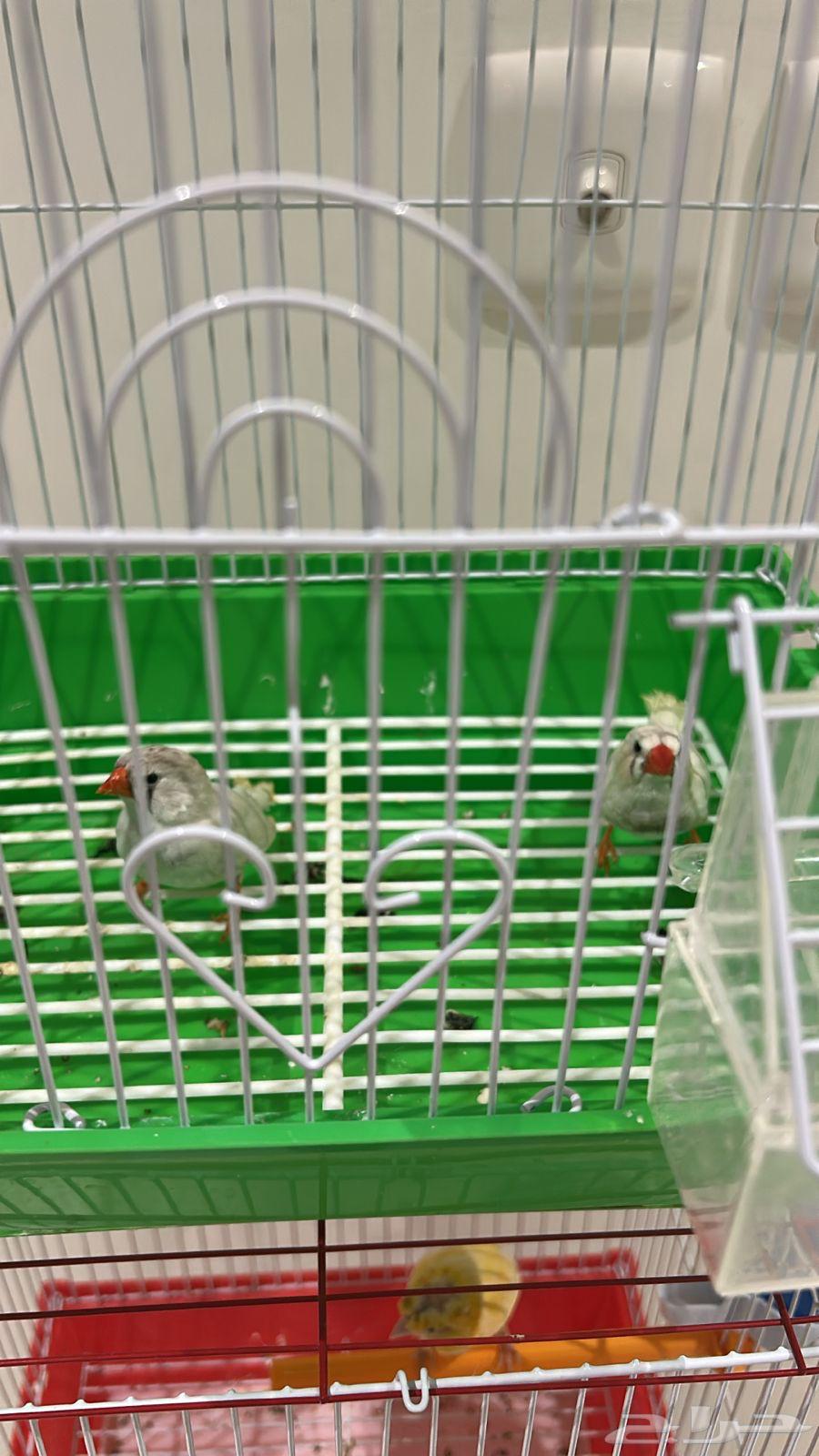 A pair of canaries, a pair of finches, and a pair of zebra finches, all healthy and singing well63708304753794111