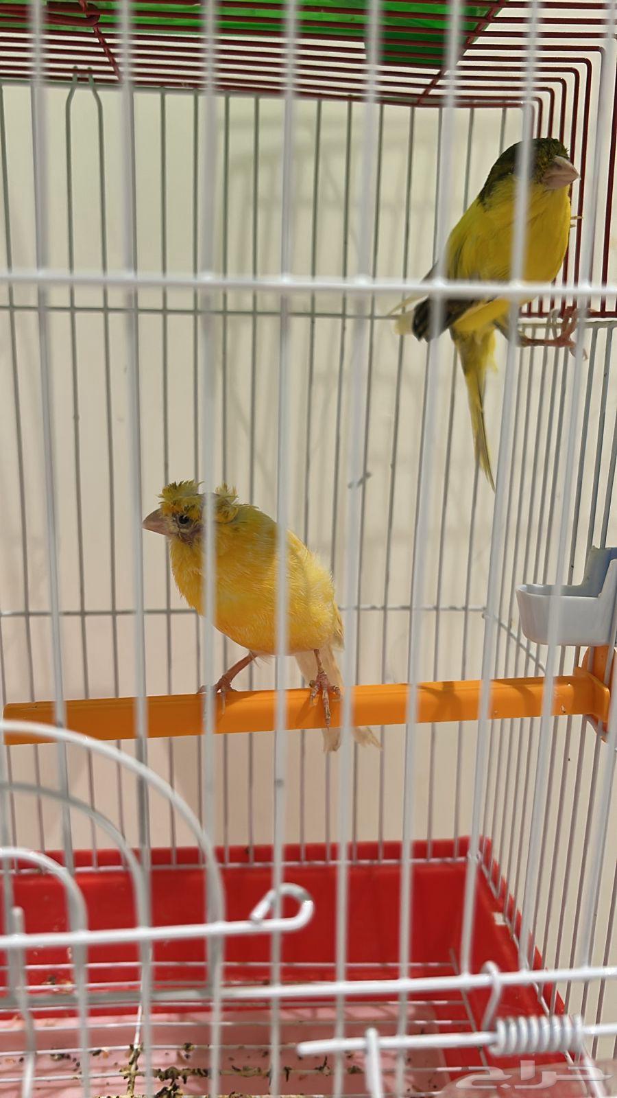 A pair of canaries, a pair of finches, and a pair of zebra finches, all healthy and singing well63708304753794112