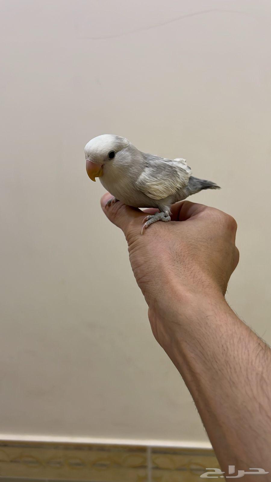 روز اليف يطلع على اليد63707587667970110