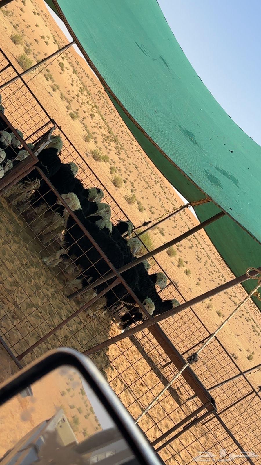 البيع بهم نجد63708484423425110