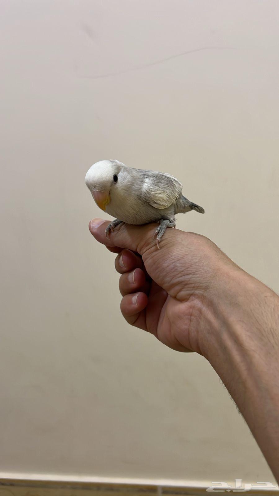 روز اليف يطلع على اليد63707587667970111
