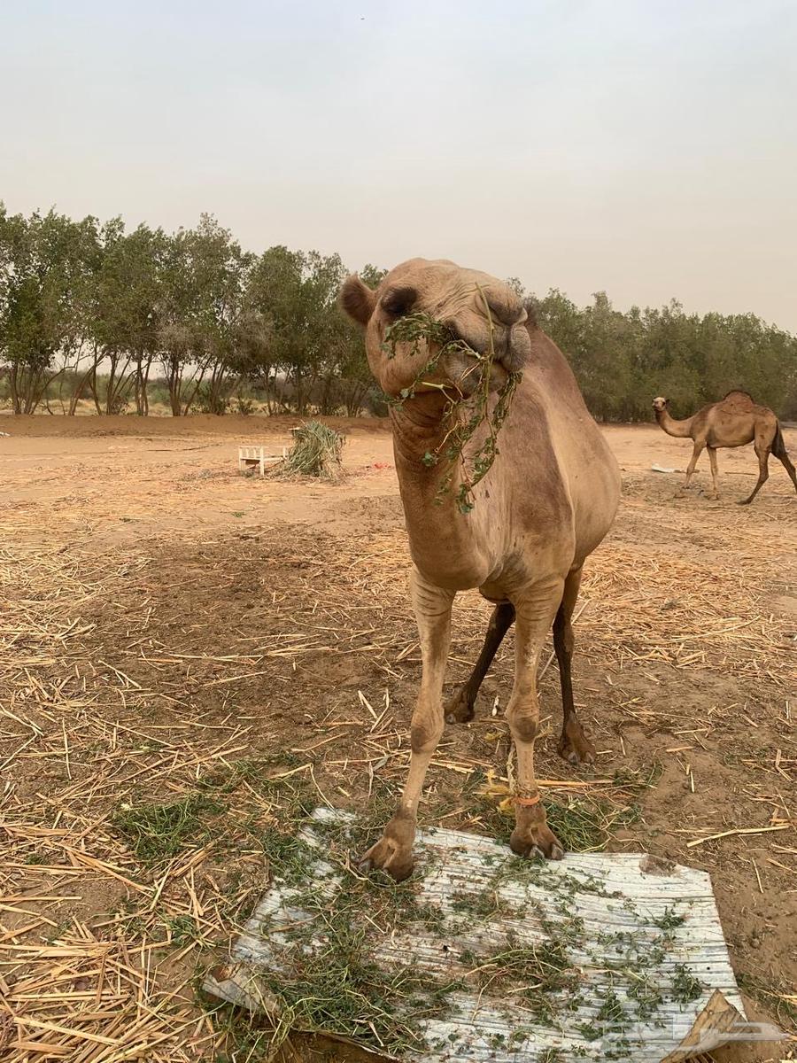 ناقة وبكره للبيع63712035436801111
