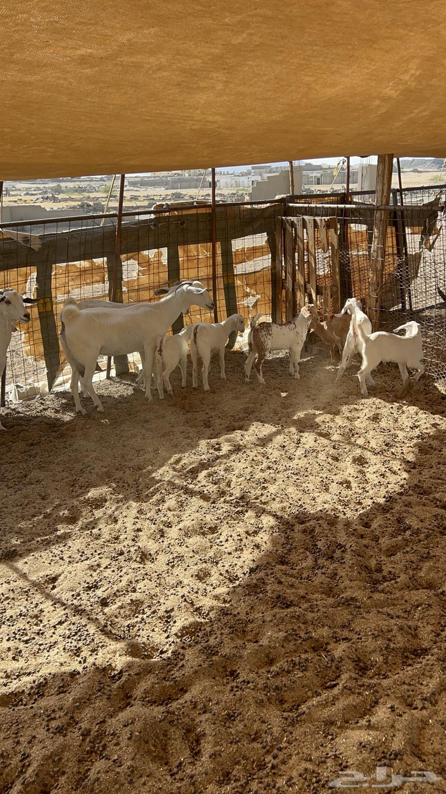 Goats for sale, 4 with 663725537258499111