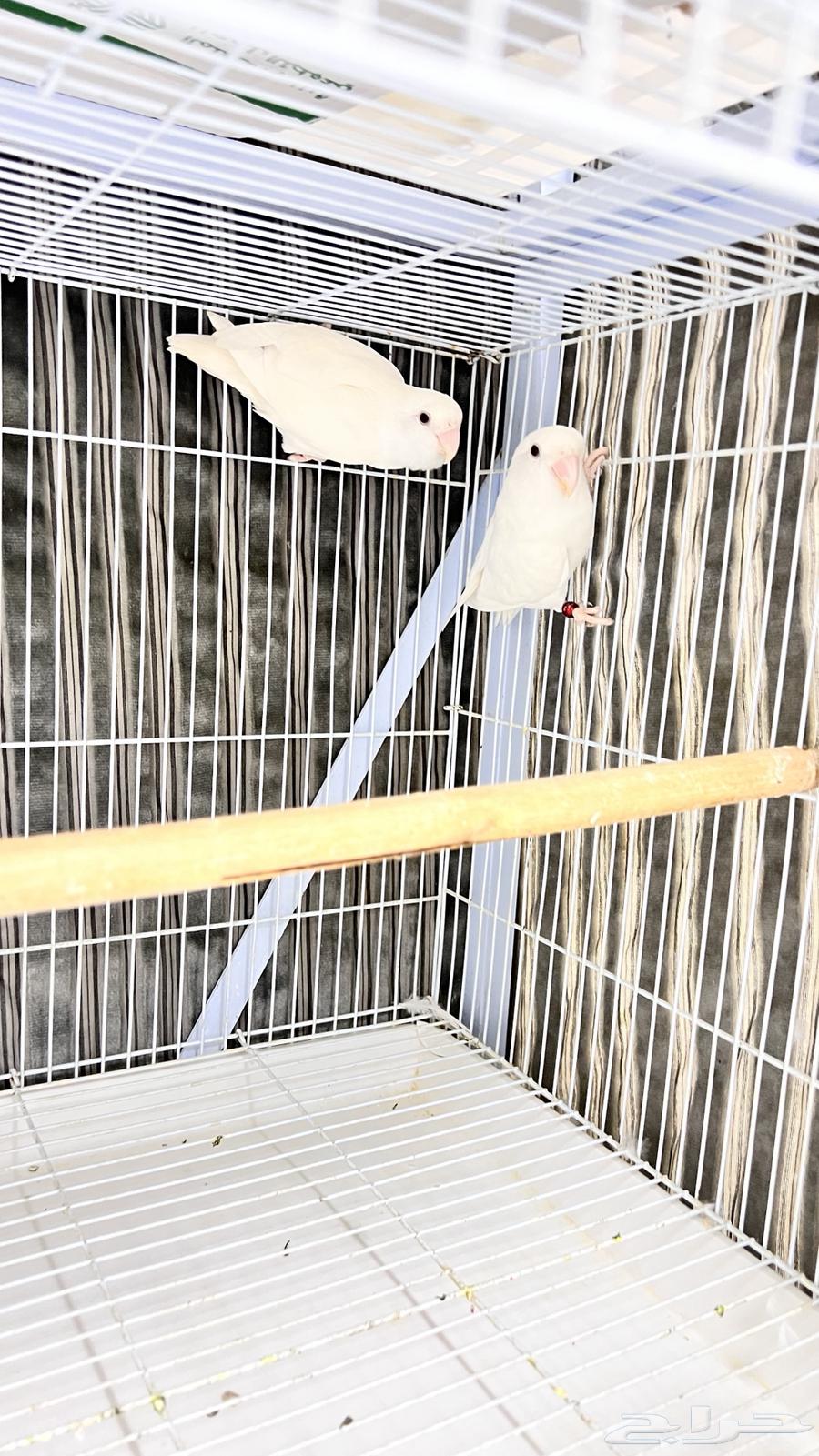 Conditional Breeding Day63718088176001111