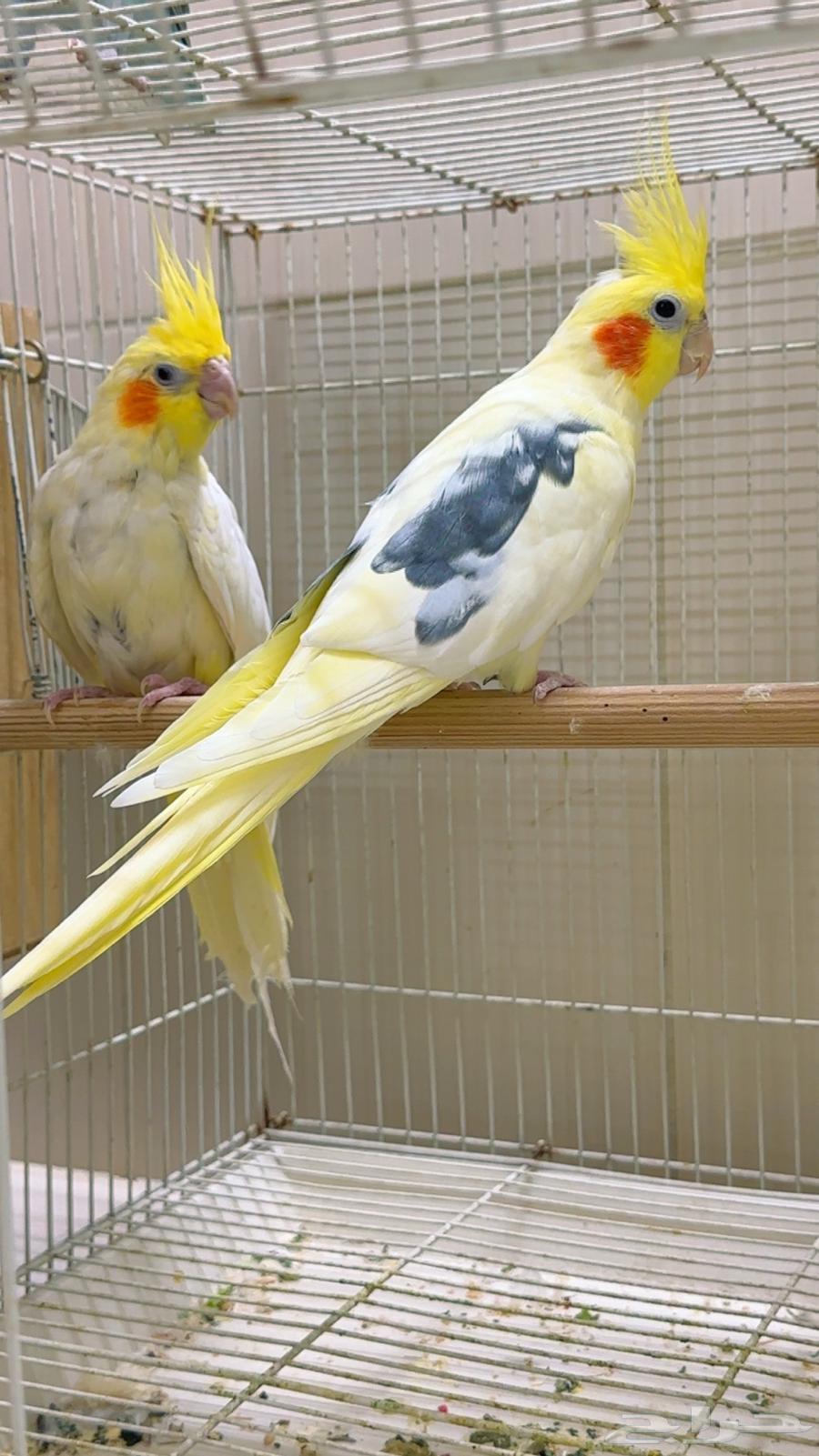 كروان منتج صحه ونظافه ماشاءالله(تم البيع)63719858658946110