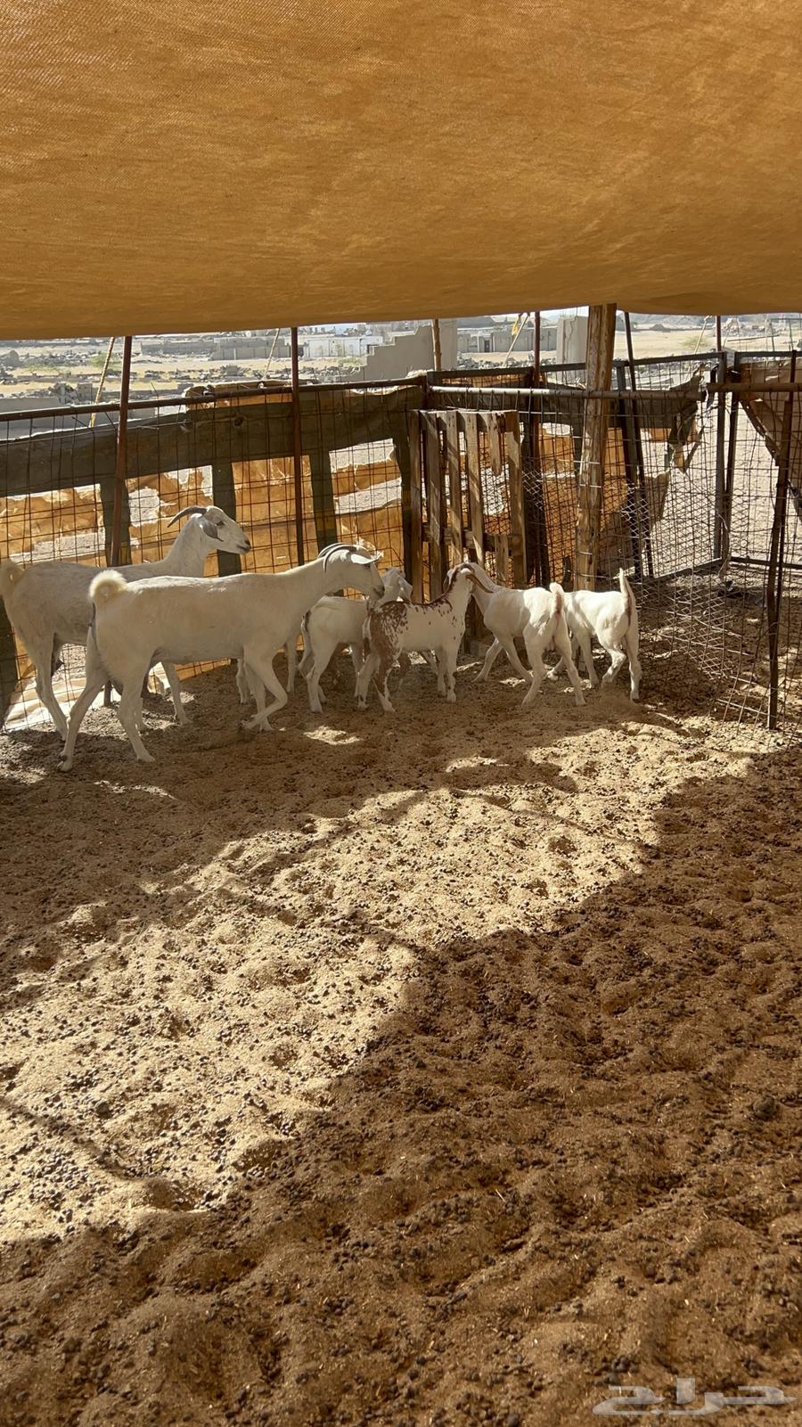 Goats for sale, 4 with 663725537258499114