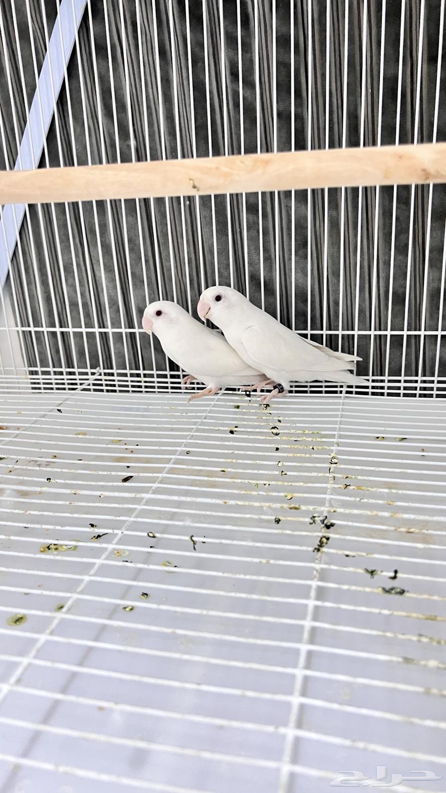 Conditional Breeding Day63718088176001112