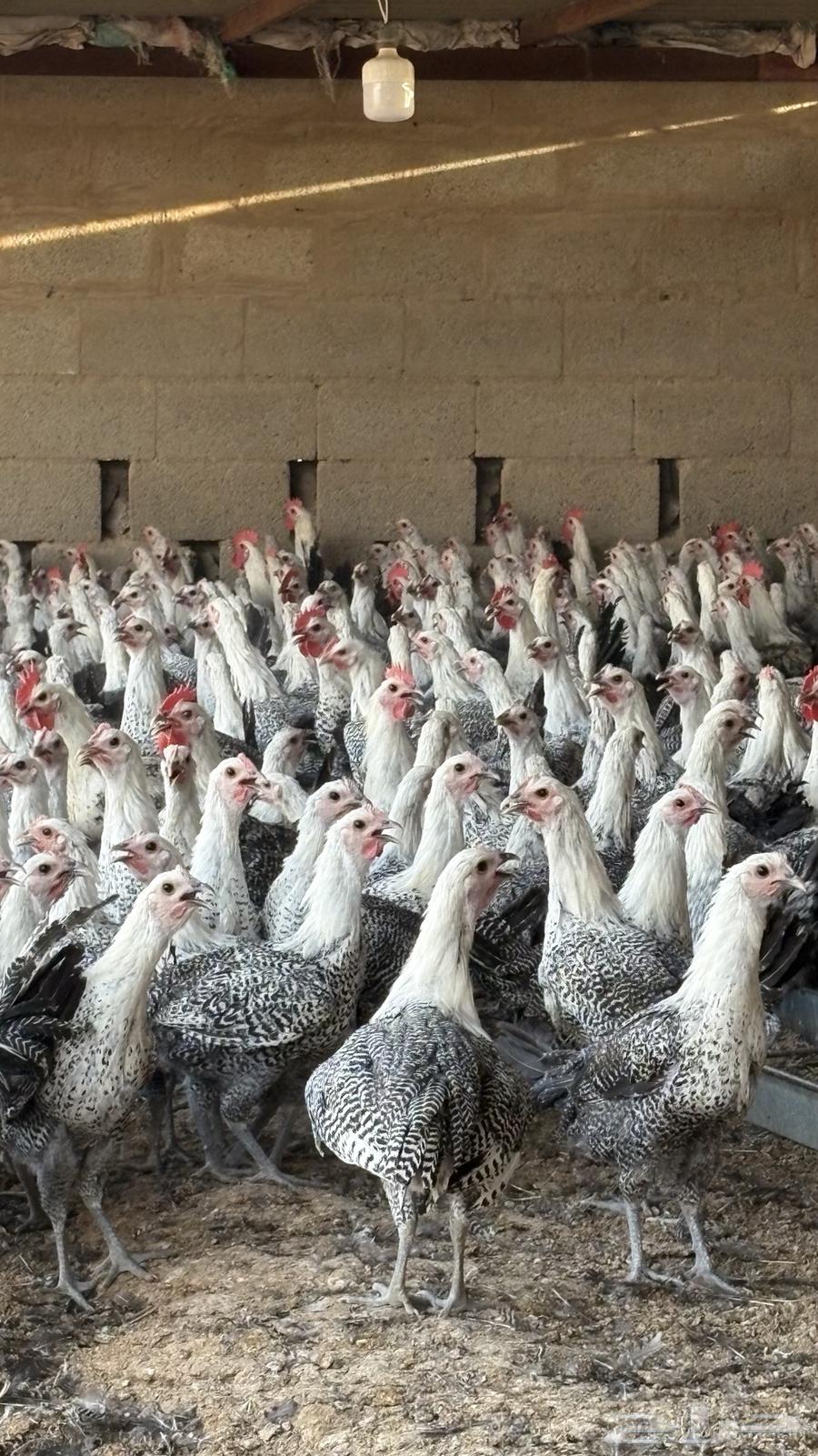 دجاج بشاير فيومي شبابي 1000 حبه63724862900482110