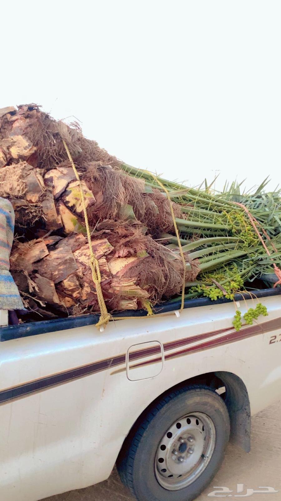 Productive date palms, all types of palm trees, your location Al-Dawdami, Afif Al-Jamsh63721964799875113
