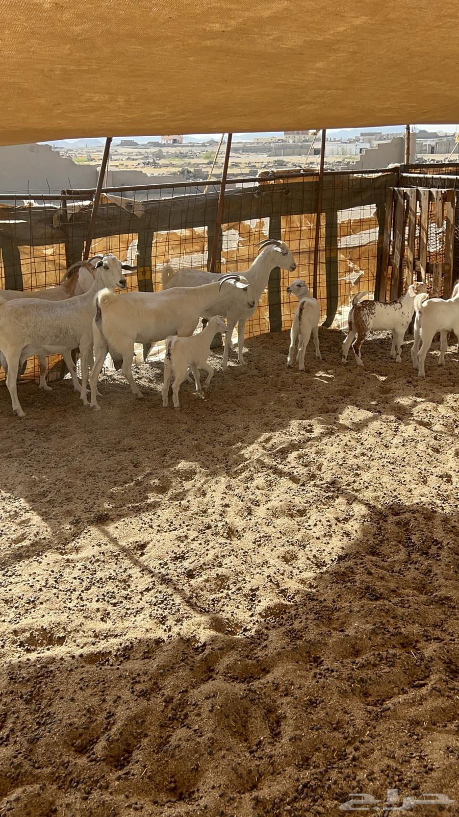 Goats for sale, 4 with 663725537258499112