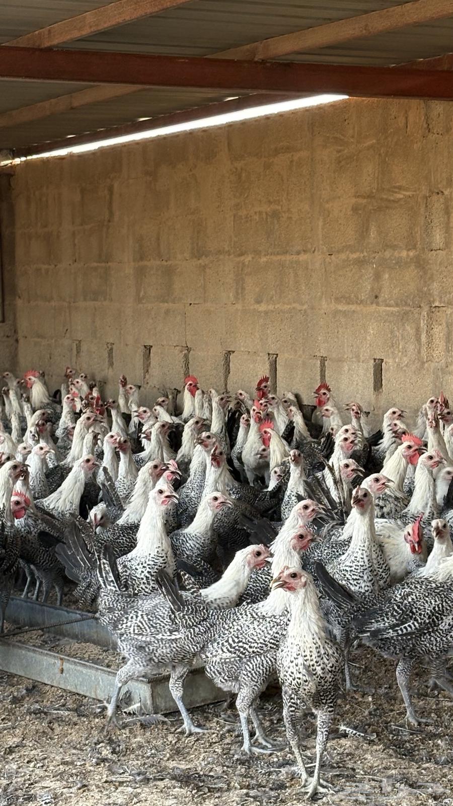 دجاج بشاير فيومي شبابي 1000 حبه63724862900482114