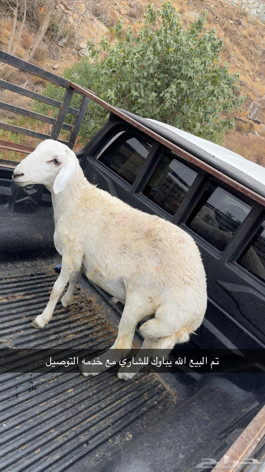طليان للبيع يوجد خدمه توصيل وذبح63713579522051112