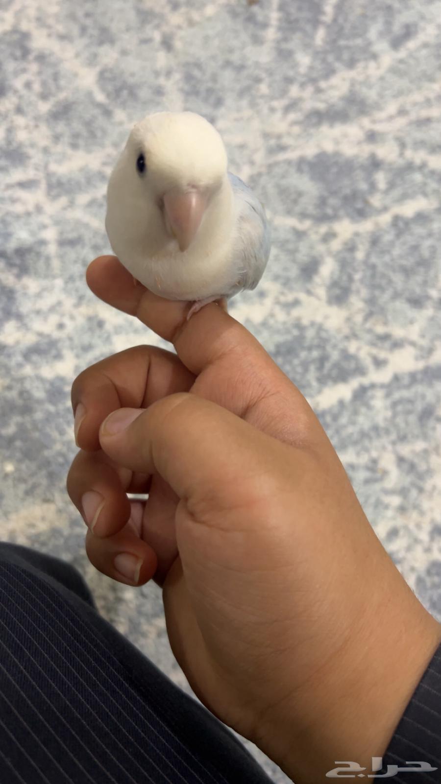 Bird, age 11 months, gender unknown, reason for sale: busy63726184080001111