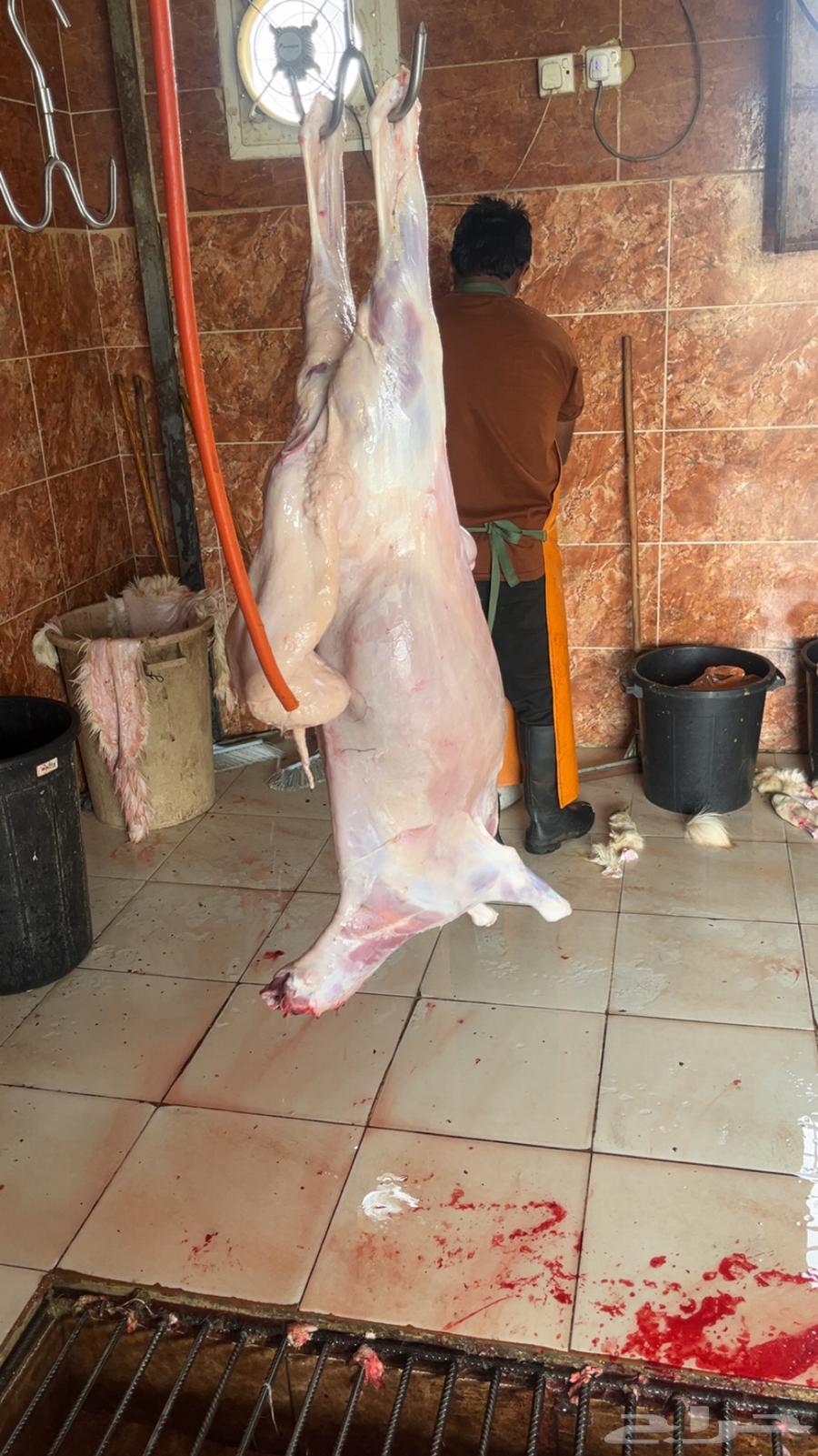 غنم للبيع63728613232385114