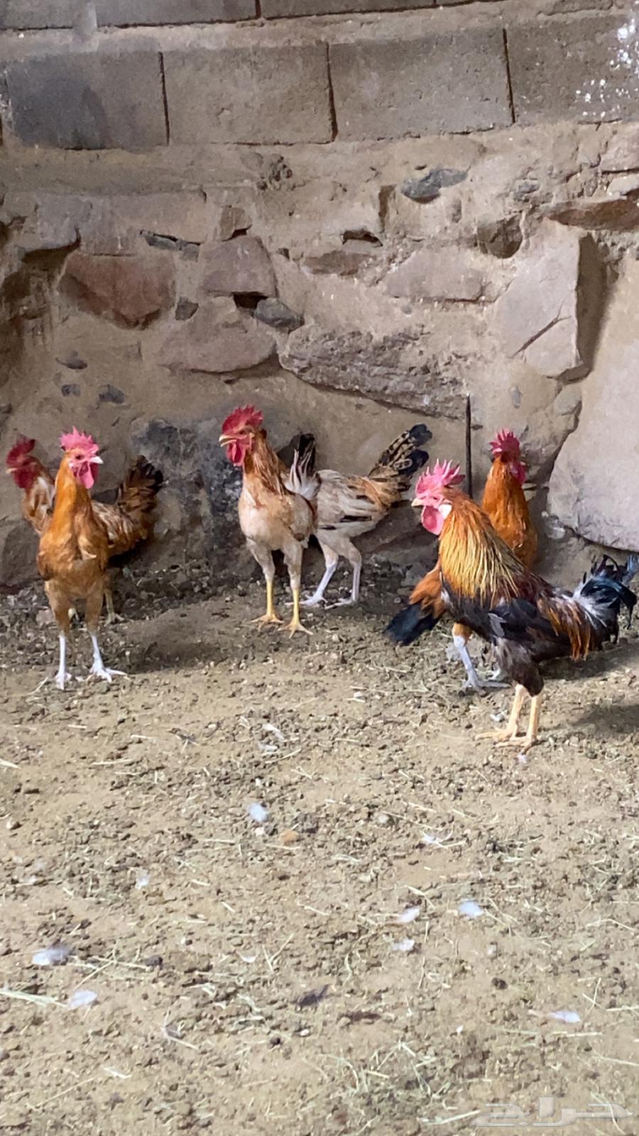 ديكه بلديه كفو63699528880899112