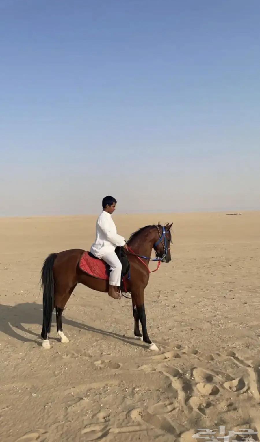 Popular Horse63723829603714110