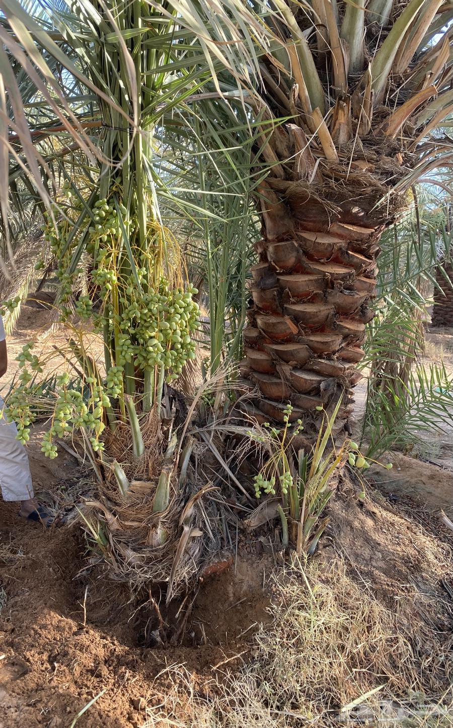 Productive date palms, all types of palm trees, your location Al-Dawdami, Afif Al-Jamsh63721964799875112