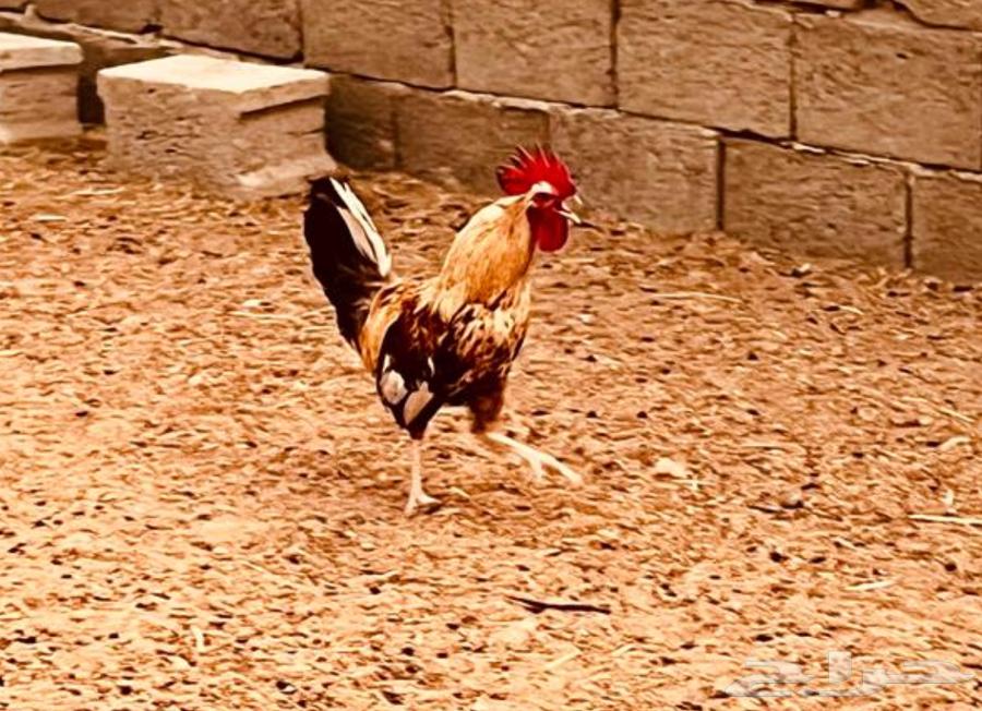 ديك بلدي للبيع   عمره حول السنة63725537193730112