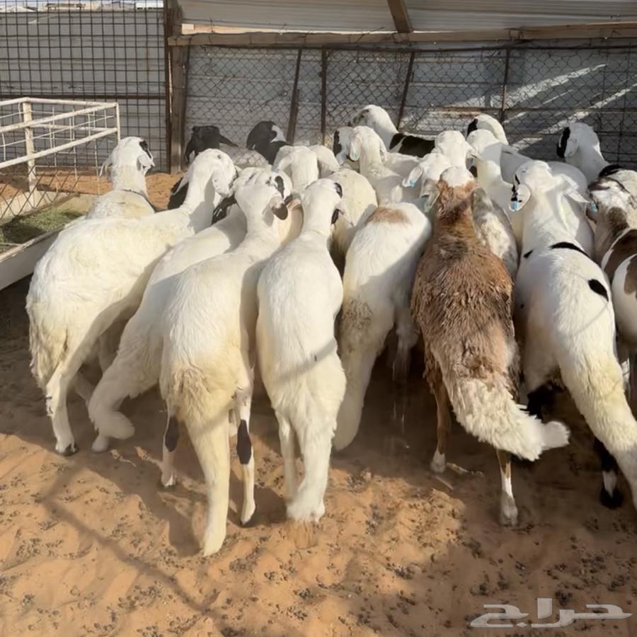 خرفان سواكن جذعان ثنيان ( تم البيع )63719767012099110