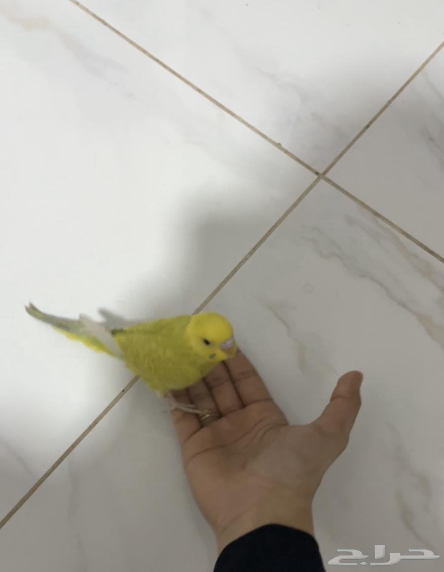 Budgie Bird63618386828419112