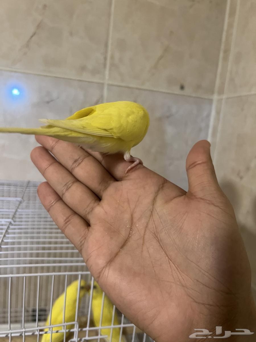 فروخ بادجي ب 50 ريال فقط63725446974595114