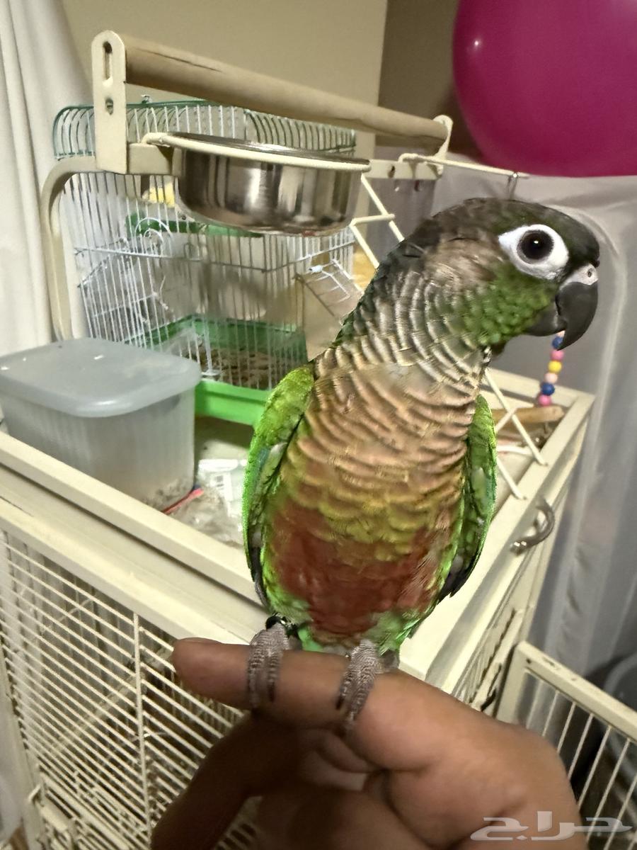 ببغاء كنيور كونيور قرين شيك هدد ما يعض63720483321986114