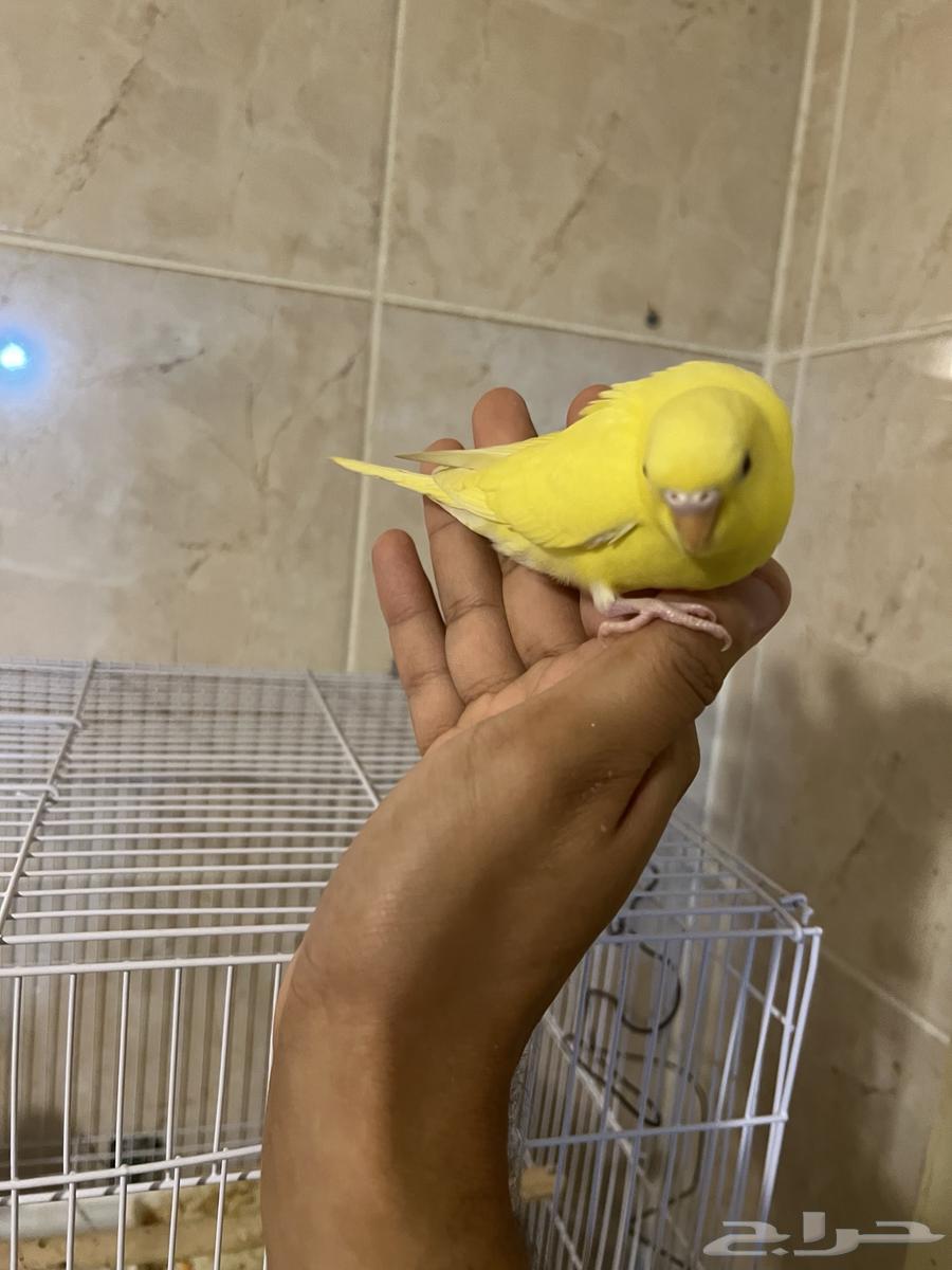 فروخ بادجي ب 50 ريال فقط63725446974595112