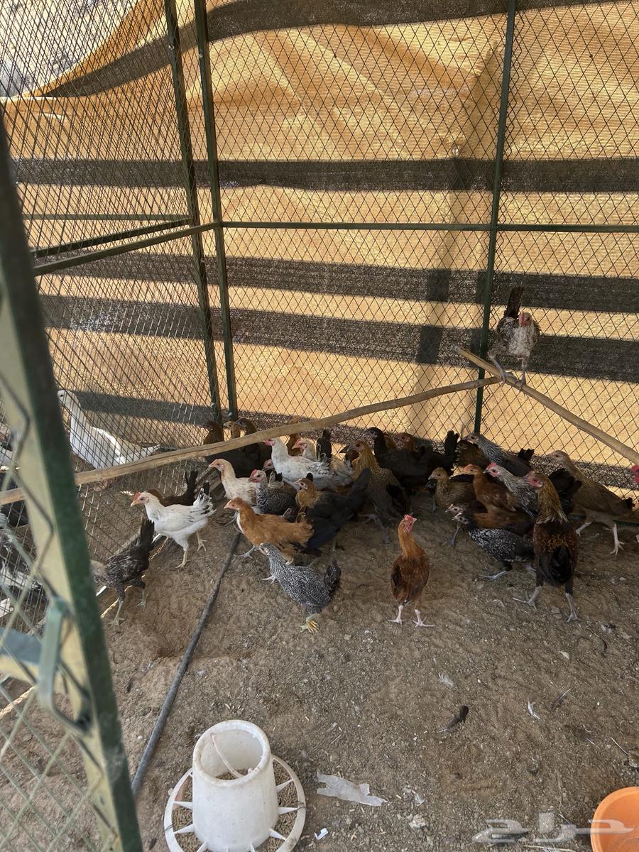 صوص دجاج من شهرين وطالع البيع كامل الكميه63721597121667110
