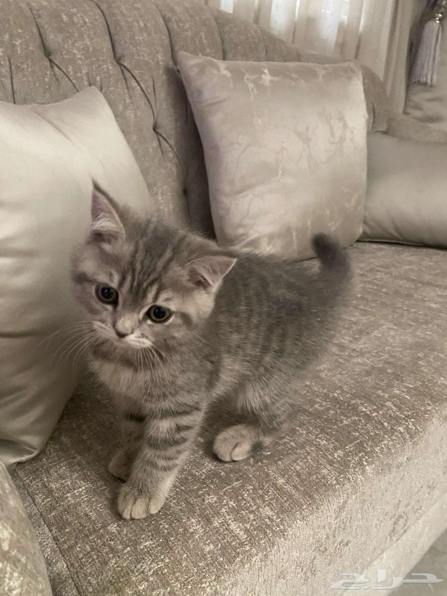 بسه للبيع63720306608515111