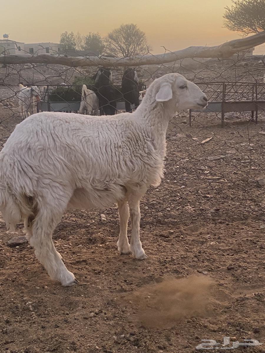 تم البيع الله يبارك لرعيها63720946640258113