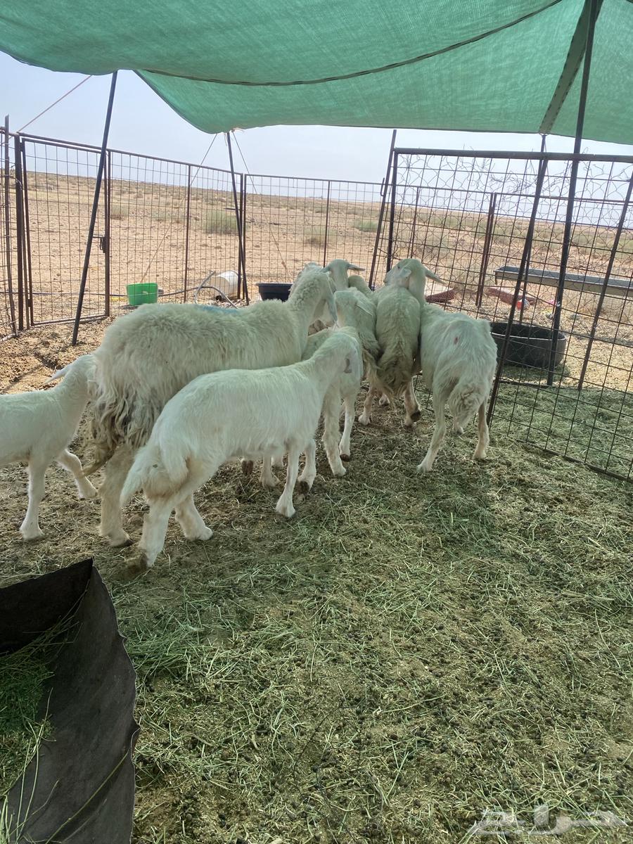 Free-range lambs, one ram and his flock slaughtered63720126094849113