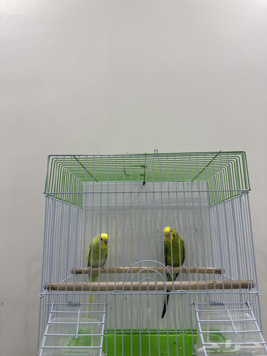 Budgie birds63720036628225112