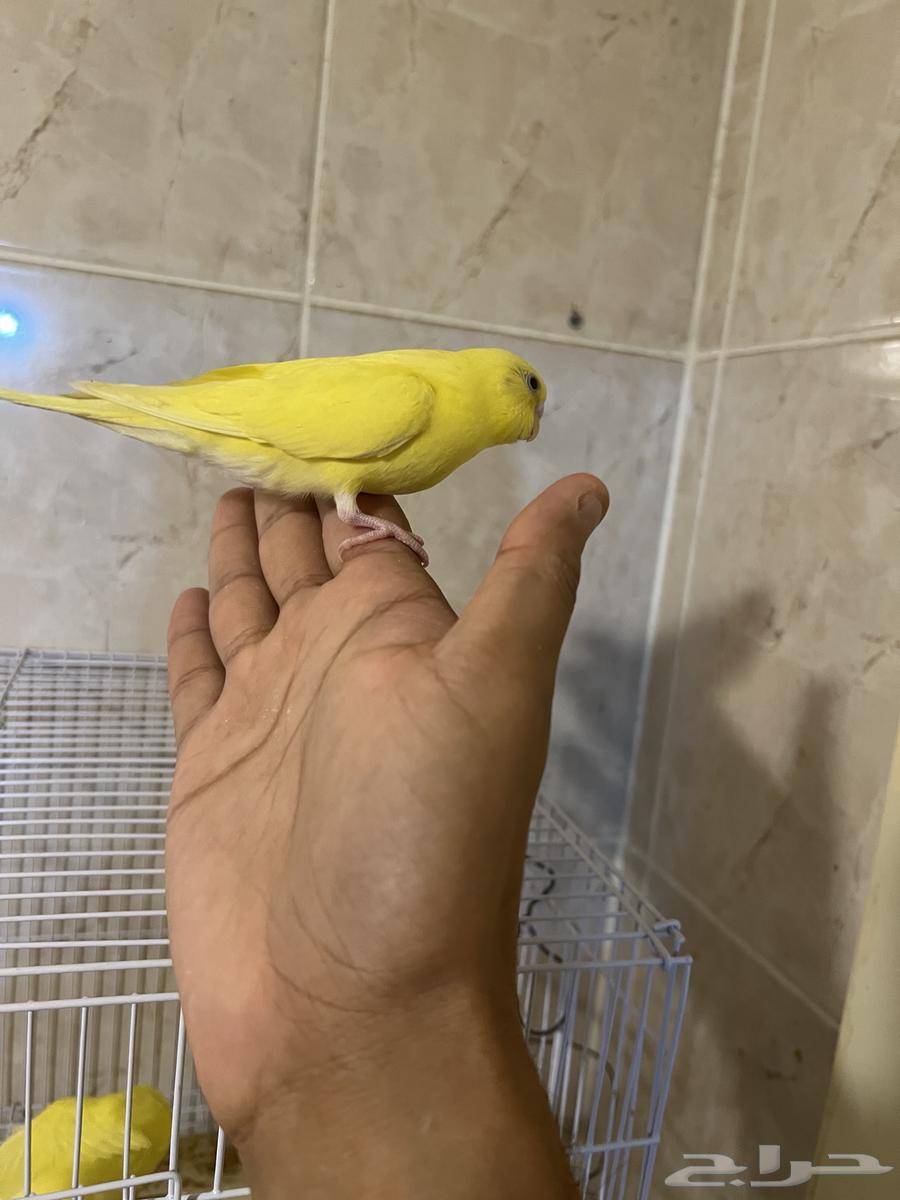 فروخ بادجي ب 50 ريال فقط63725446974595113