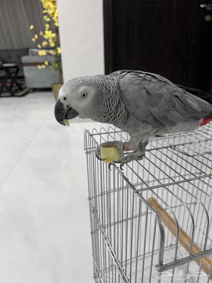 Female African Grey Parrot with Double-Layer Cage63618679049602111