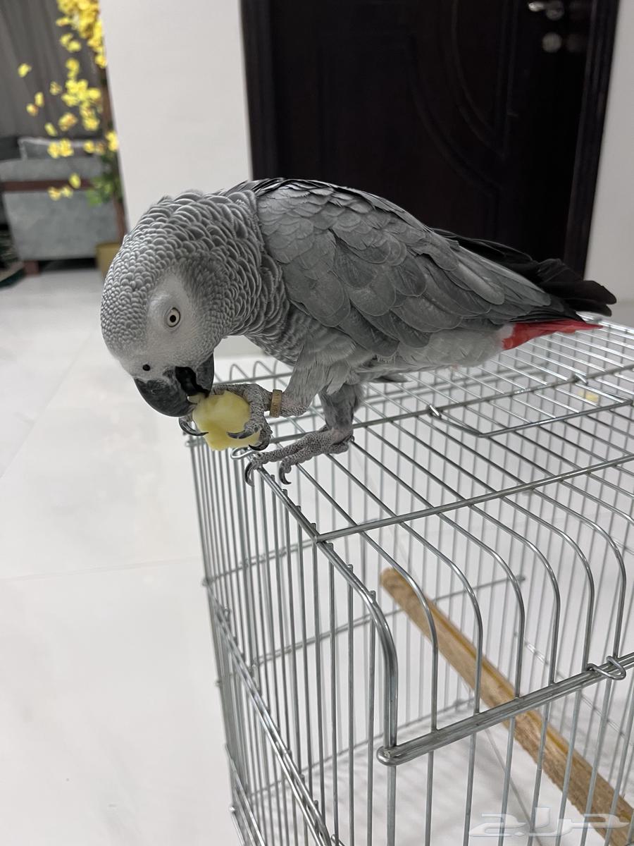Female African Grey Parrot with Double-Layer Cage63618679049602112