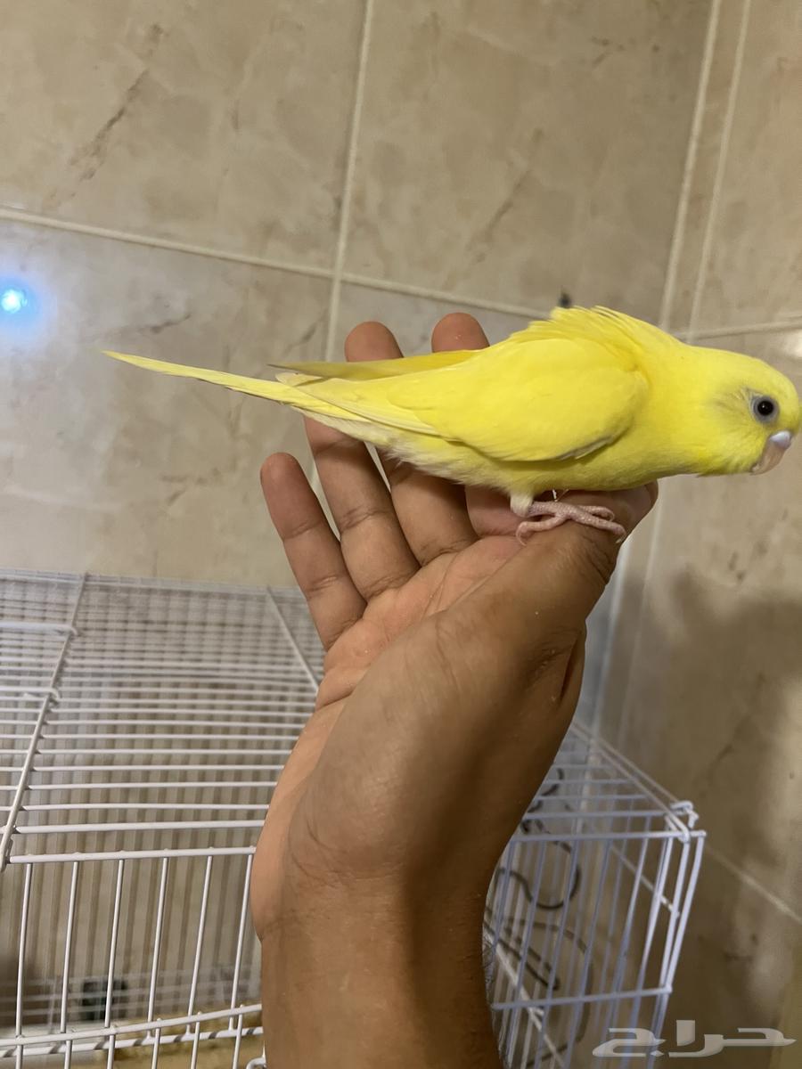 فروخ بادجي ب 50 ريال فقط63725446974595111
